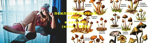 PSILOCYBIN Аркадак